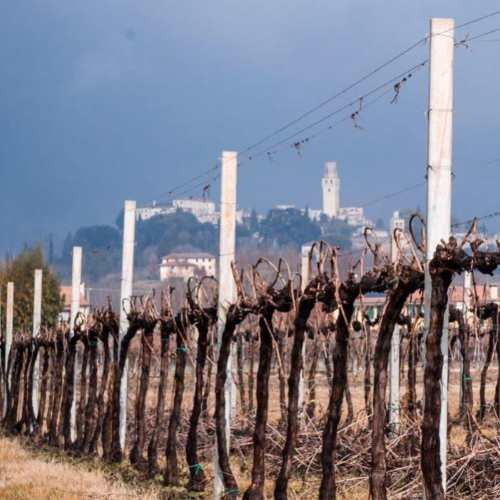 Conegliano dal vigneto